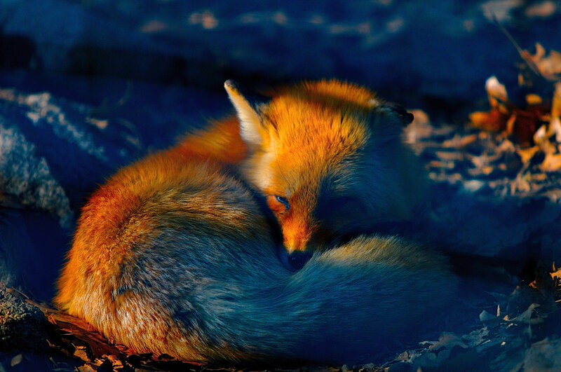 Sleeping Red Fox — Orange, Serene, Autumn
