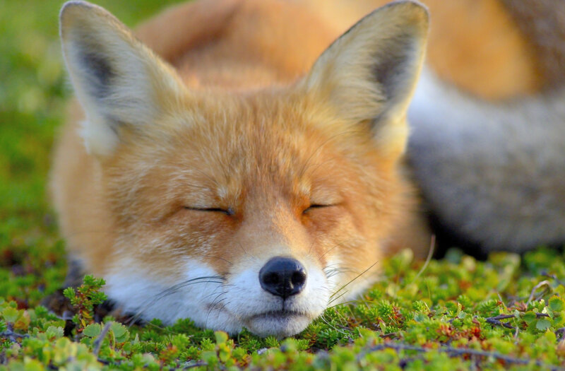 Sleeping Red Fox — Orange, Serene, Morning