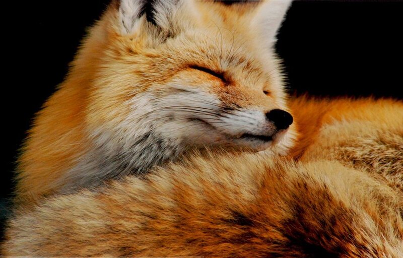 Sleeping Red Fox — Orange, Serene, Photograph, Fur