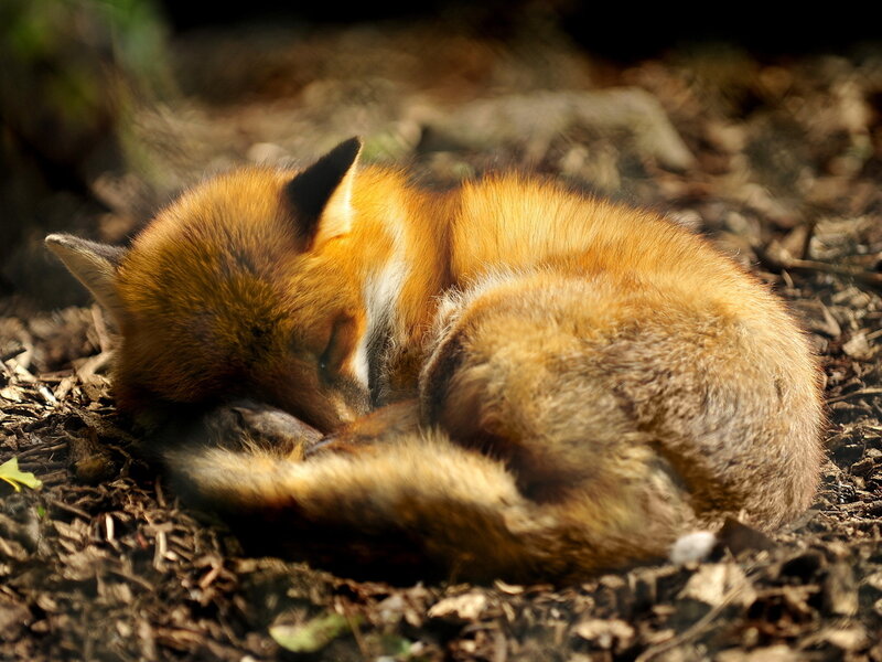 Sleeping Red Fox — Orange, Serene