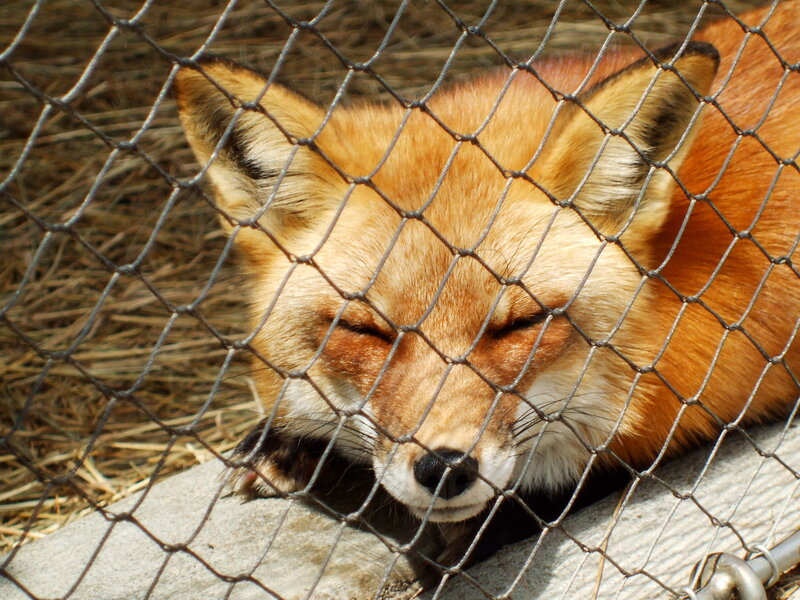 Sleeping Red Fox — Orange