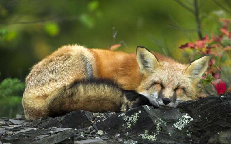 Sleeping Red Fox — Serene, Autumn, Photograph