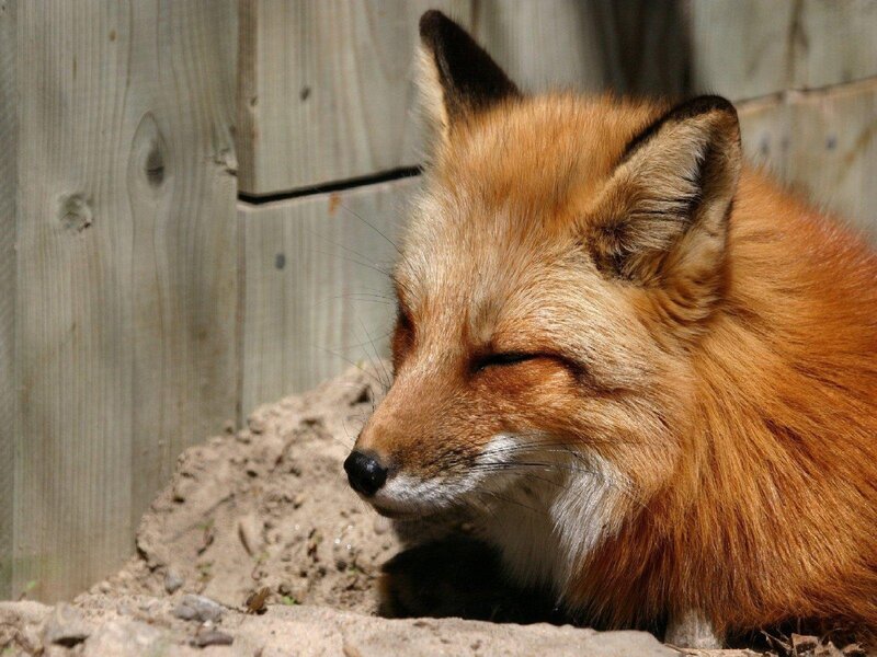 sleeping red fox