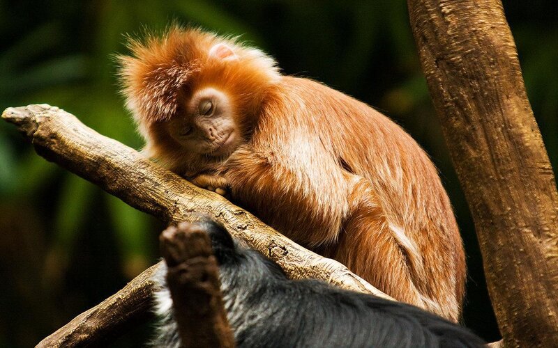Sleeping red monkey on branch