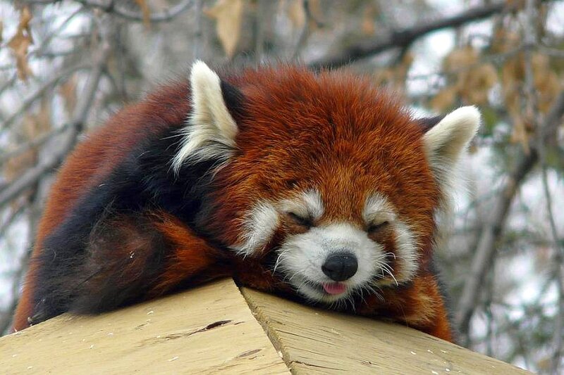 Sleeping red panda on wood