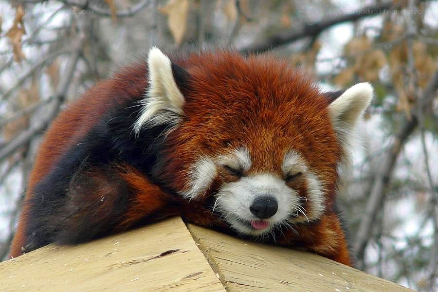 Sleeping red panda on wood