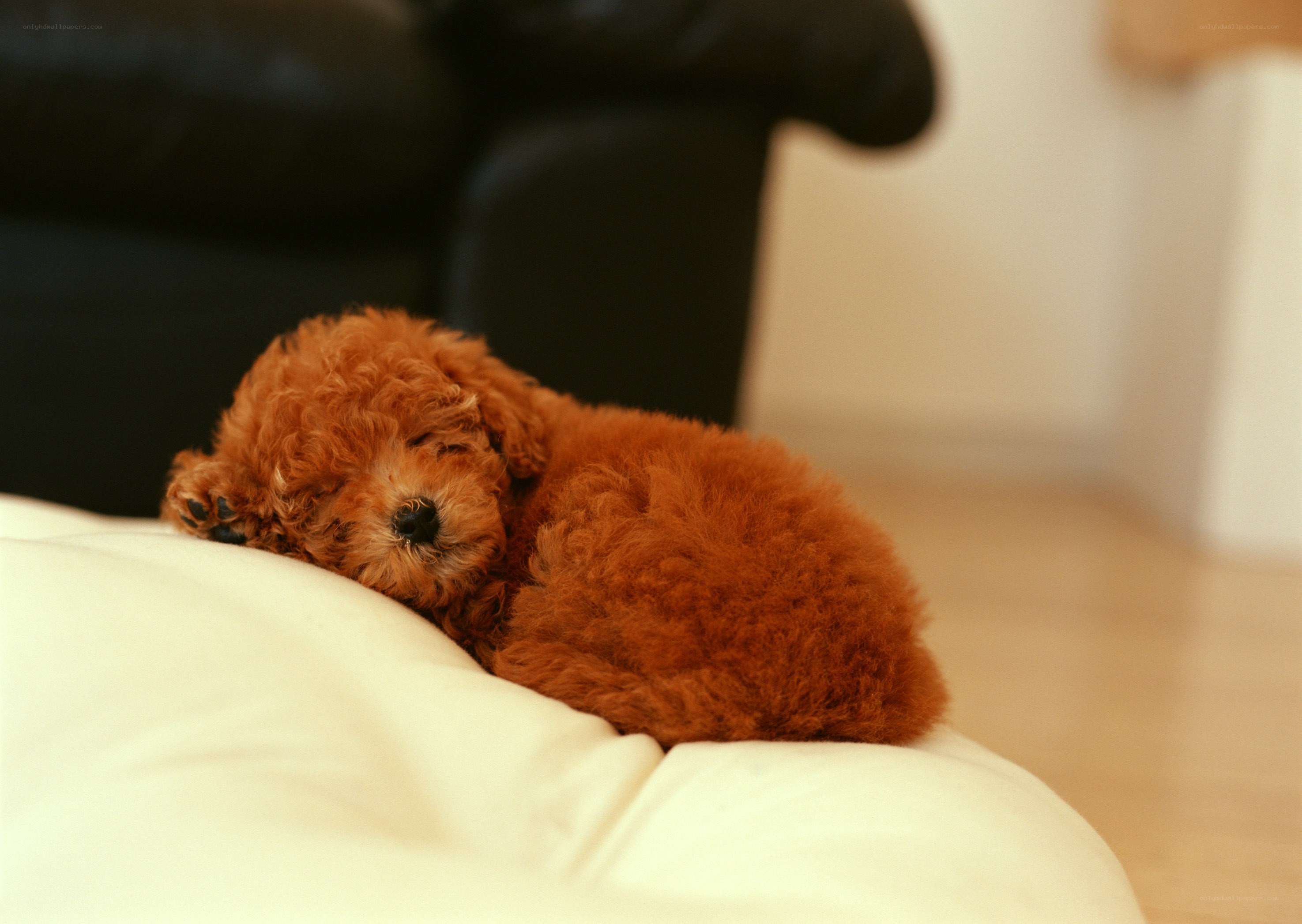 Sleeping red poodle puppy