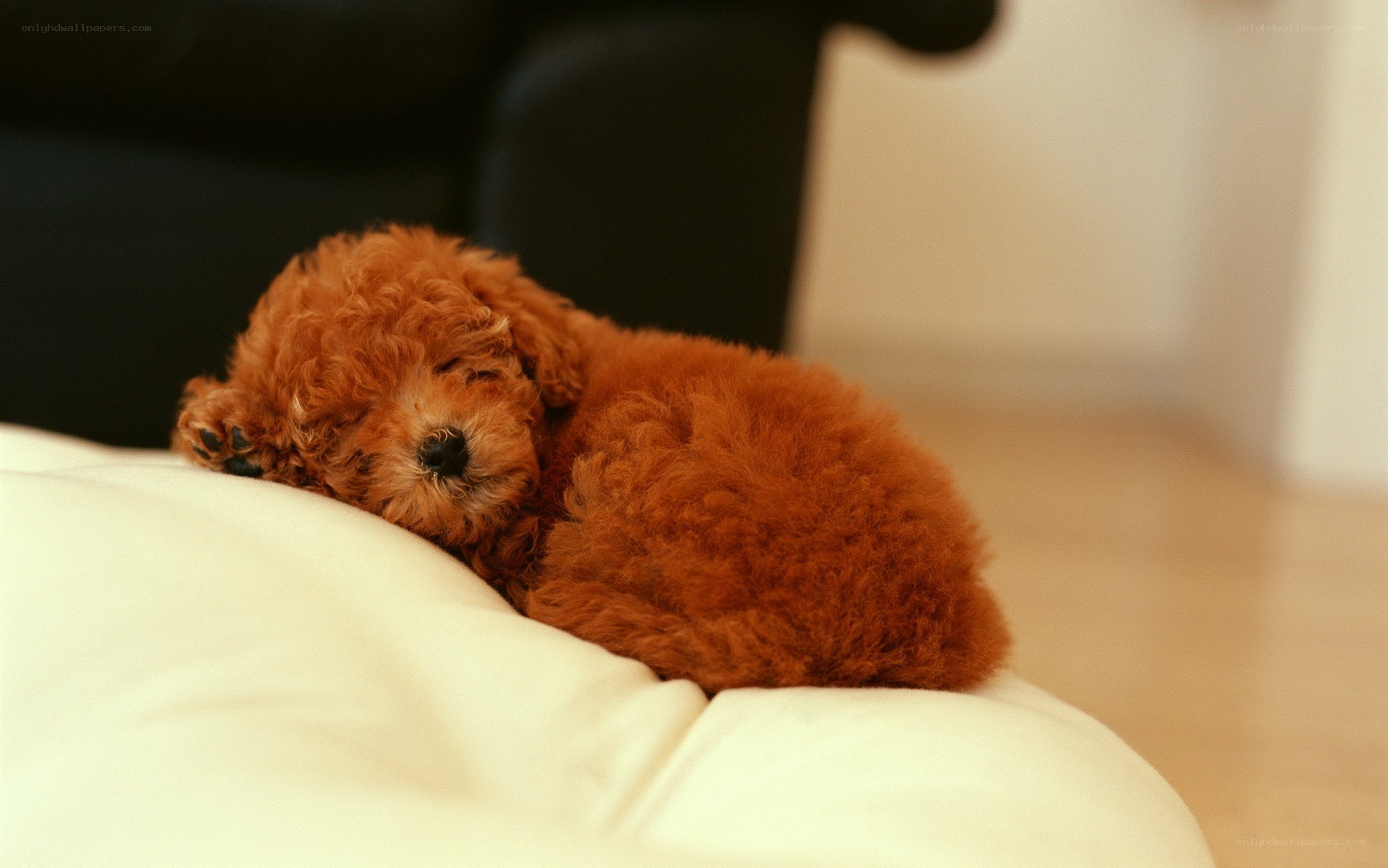 Sleeping red poodle puppy