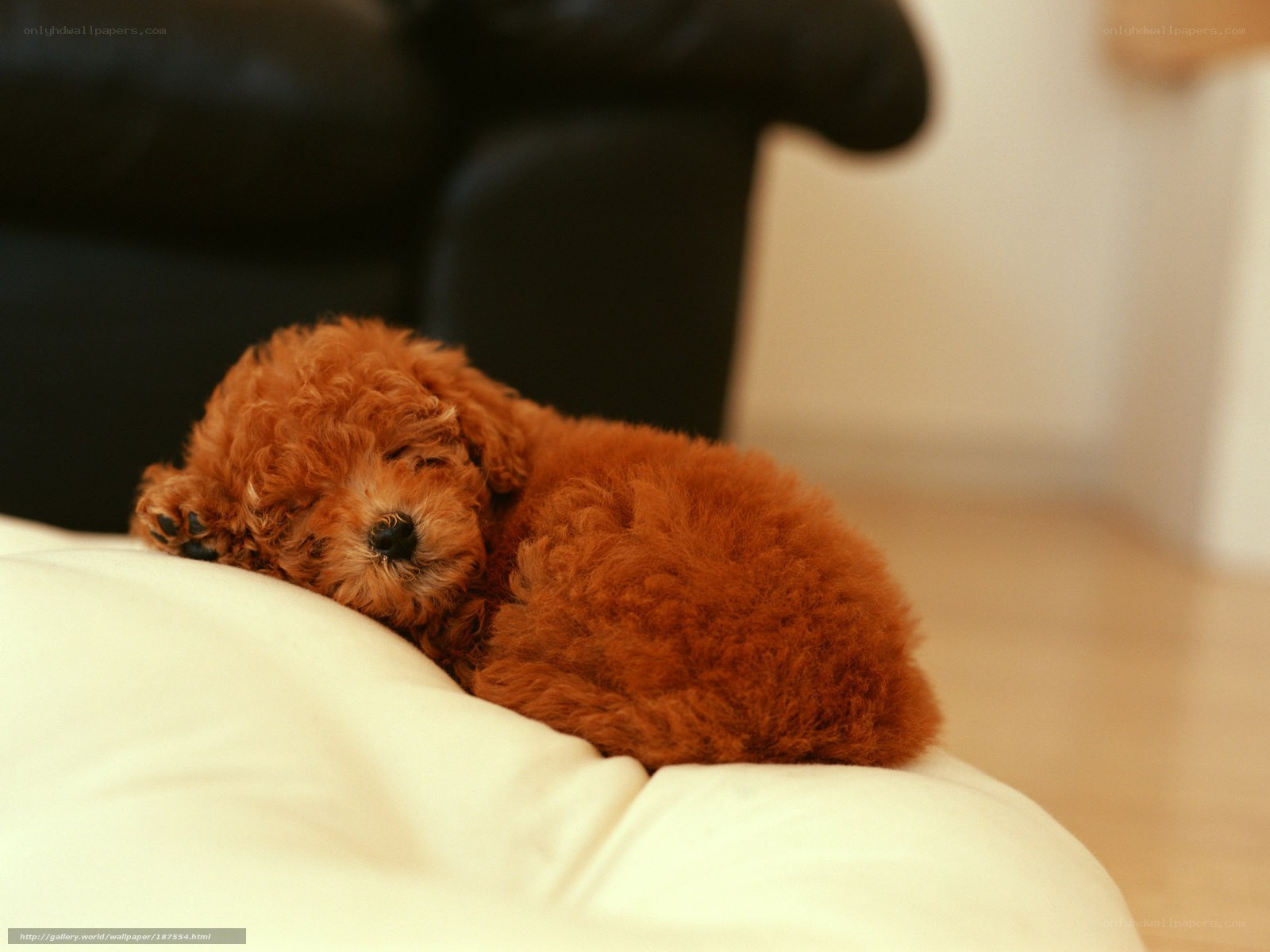 Sleeping red poodle puppy