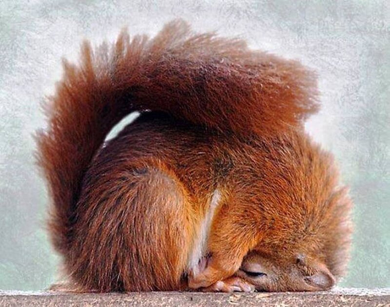 Sleeping Red Squirrel