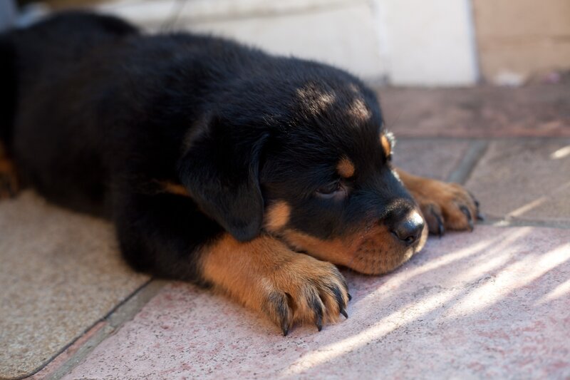 sleeping rottweiler puppy