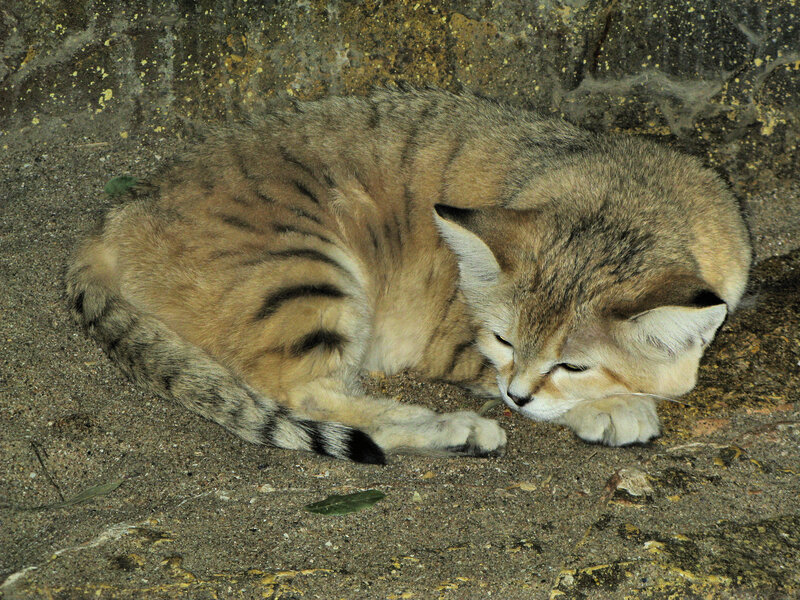 sleeping sand cat