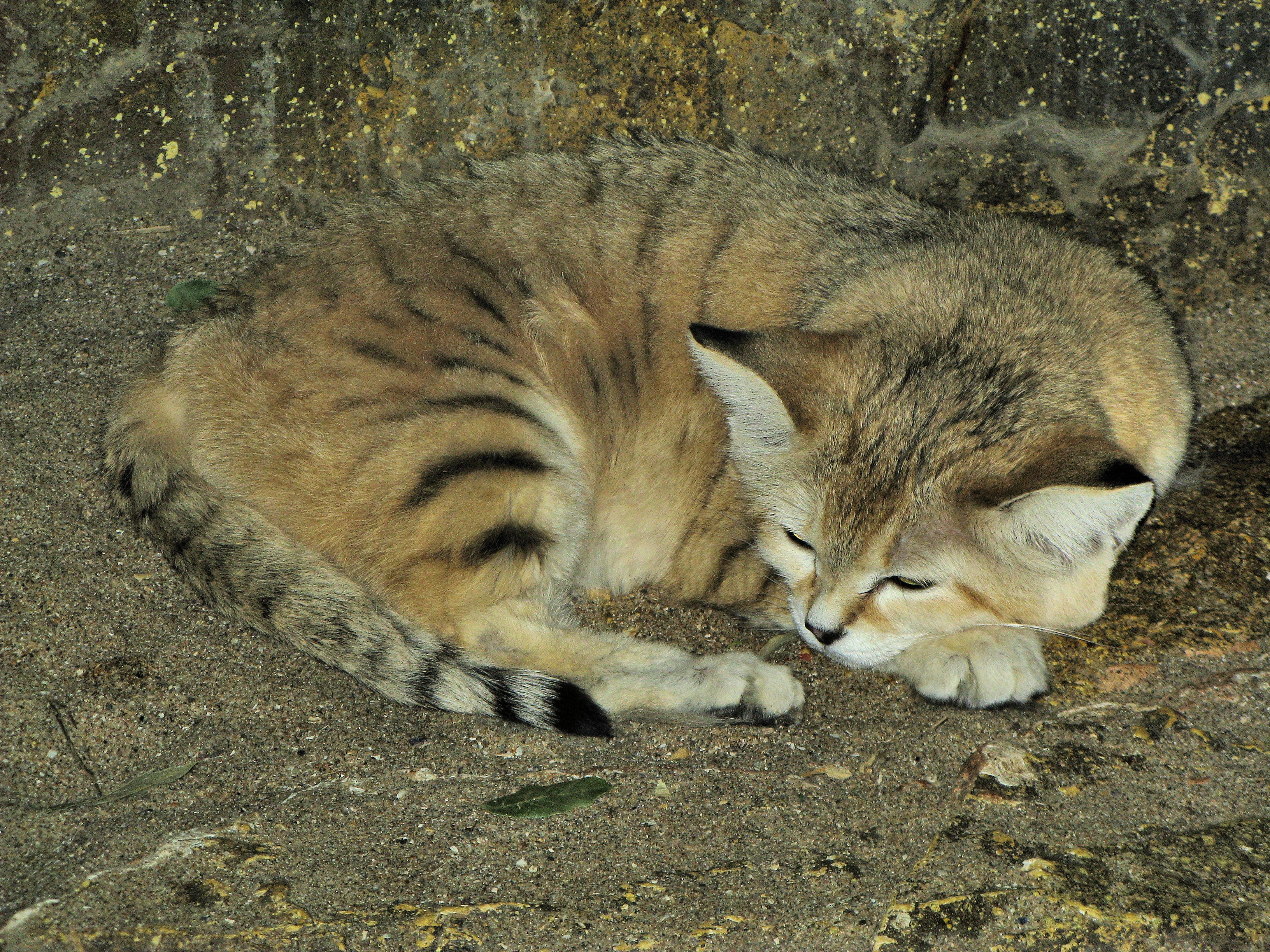 sleeping sand cat