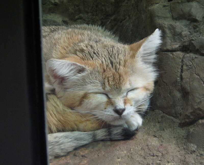 Sleeping Sand Cat — Brown