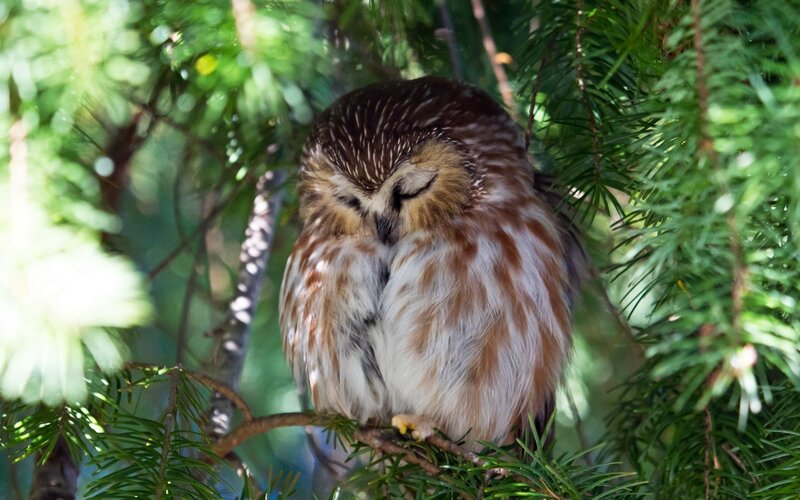 Sleeping Saw-whet Owl