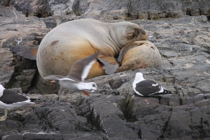 Sleeping Sea Lion — Gray