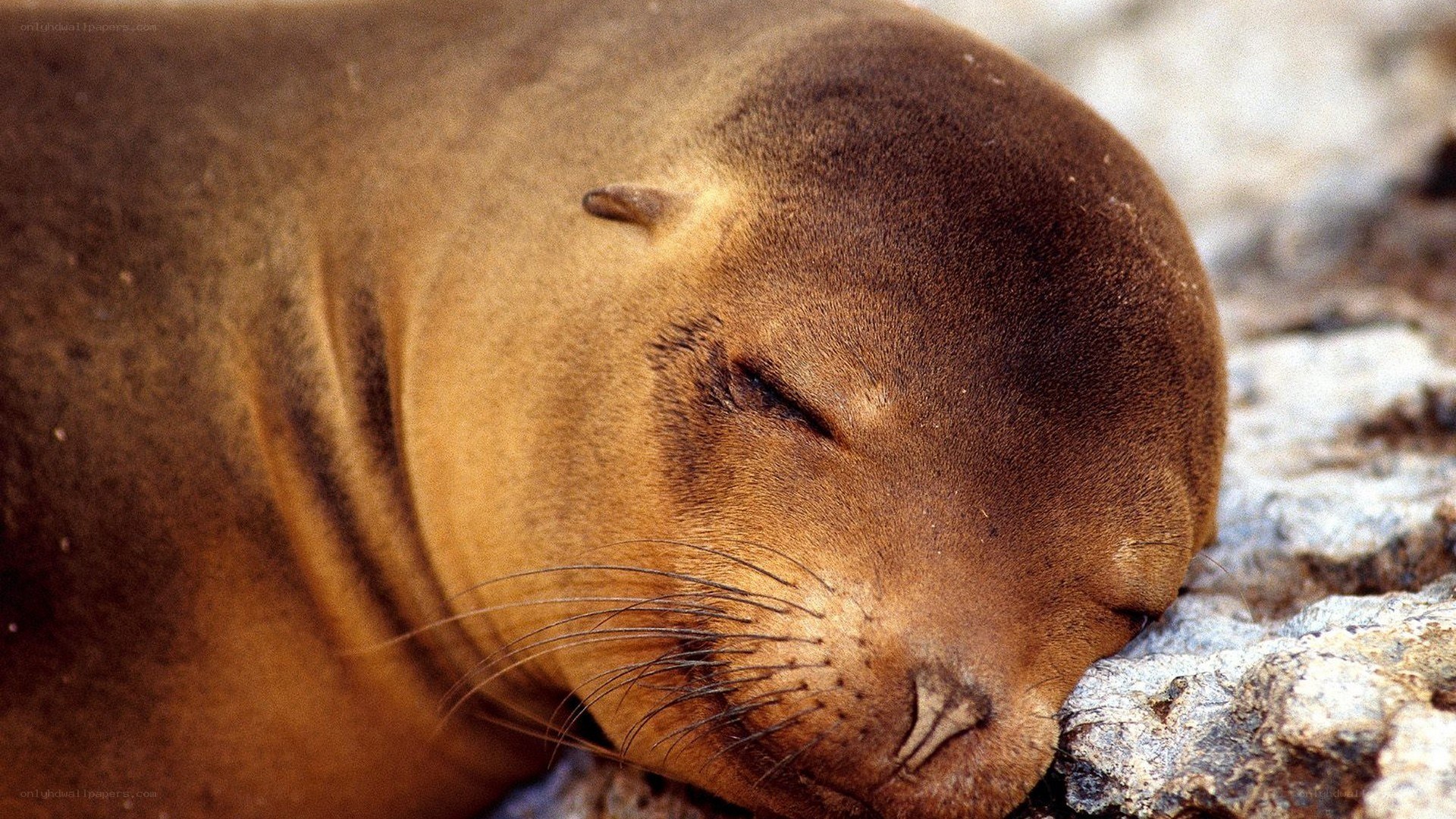 sleeping sea lion on rocks