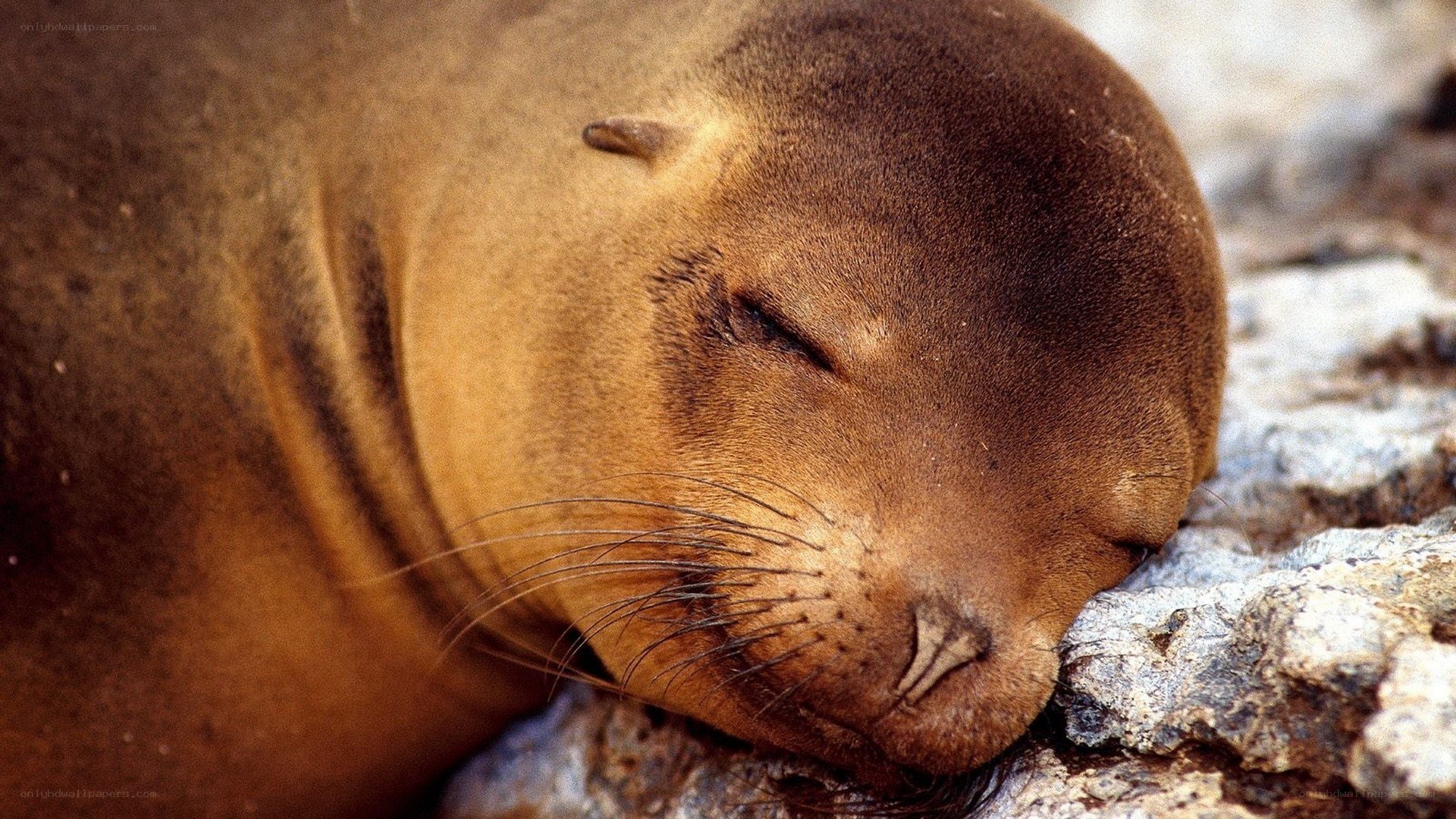 sleeping sea lion on rocks