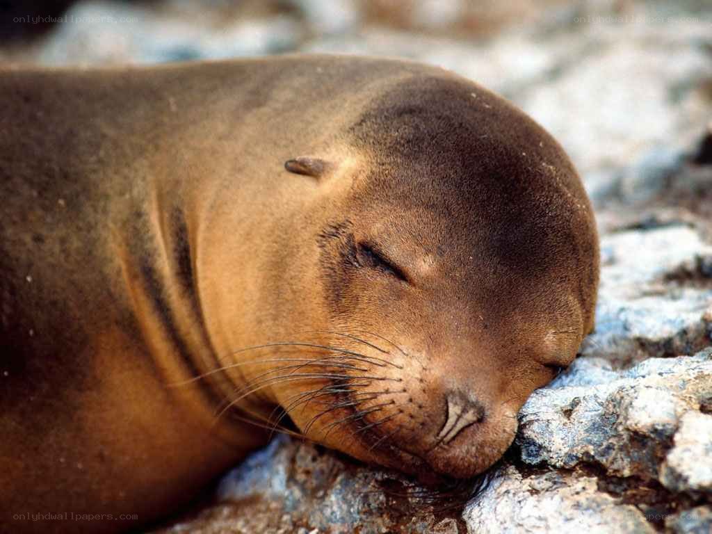 Sleeping sea lion pup