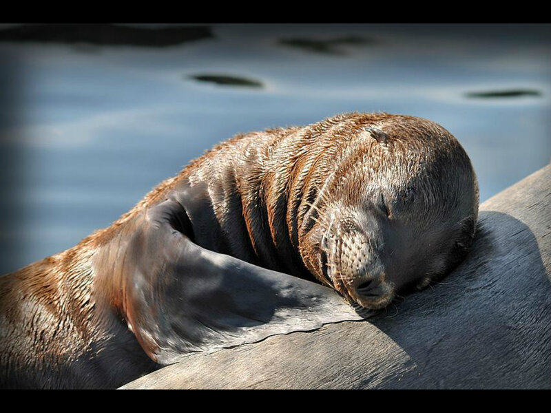 Sleeping Sea Lion Pup — Brown