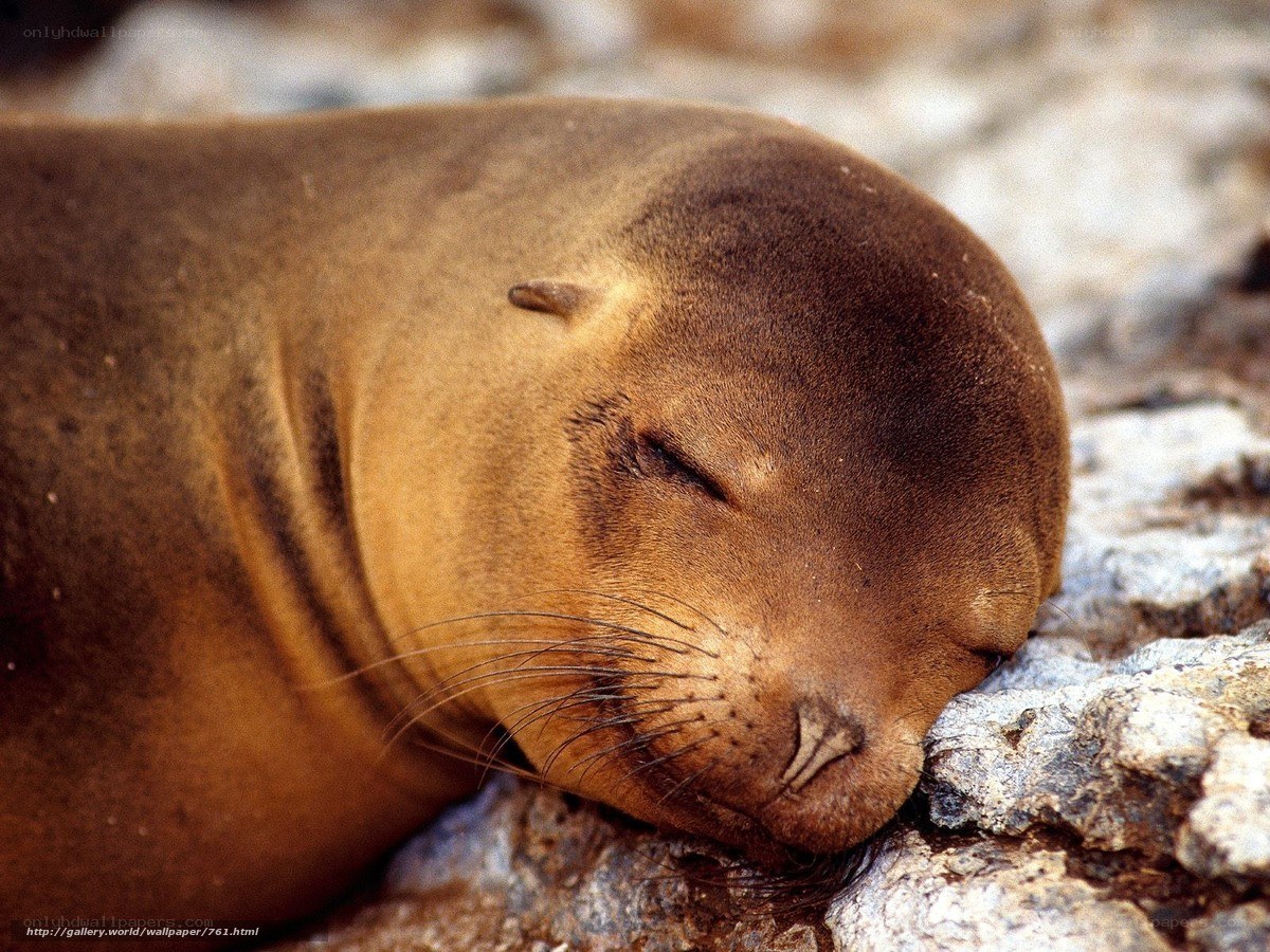 Sleeping sea lion pup