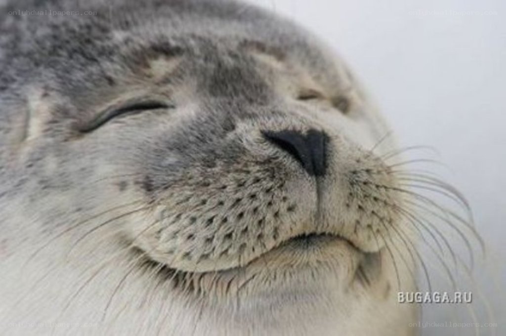 sleeping seal close-up