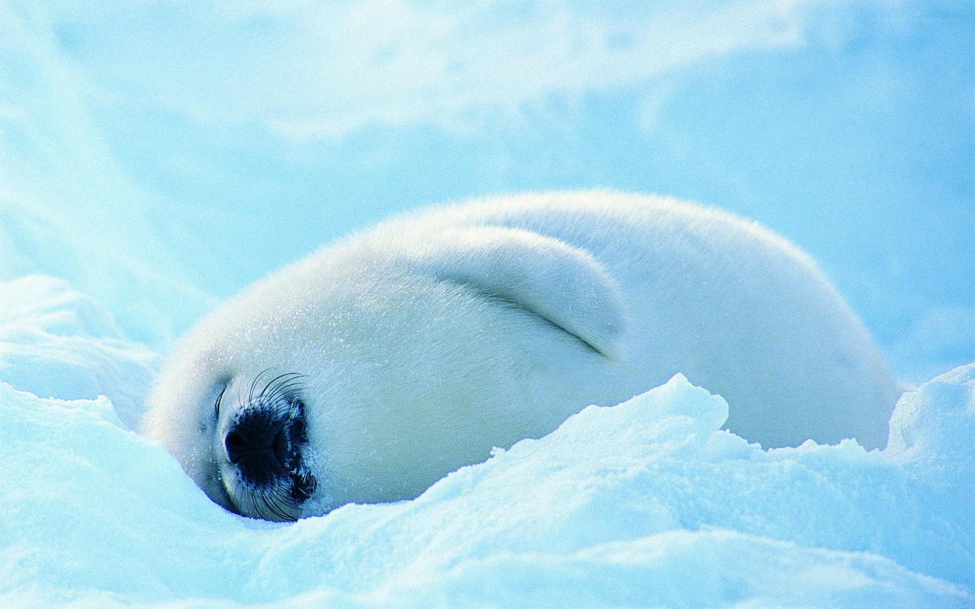 Sleeping seal pup on ice