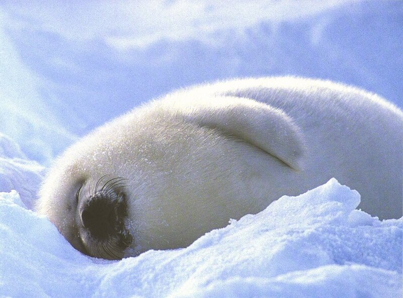 Sleeping seal pup on ice