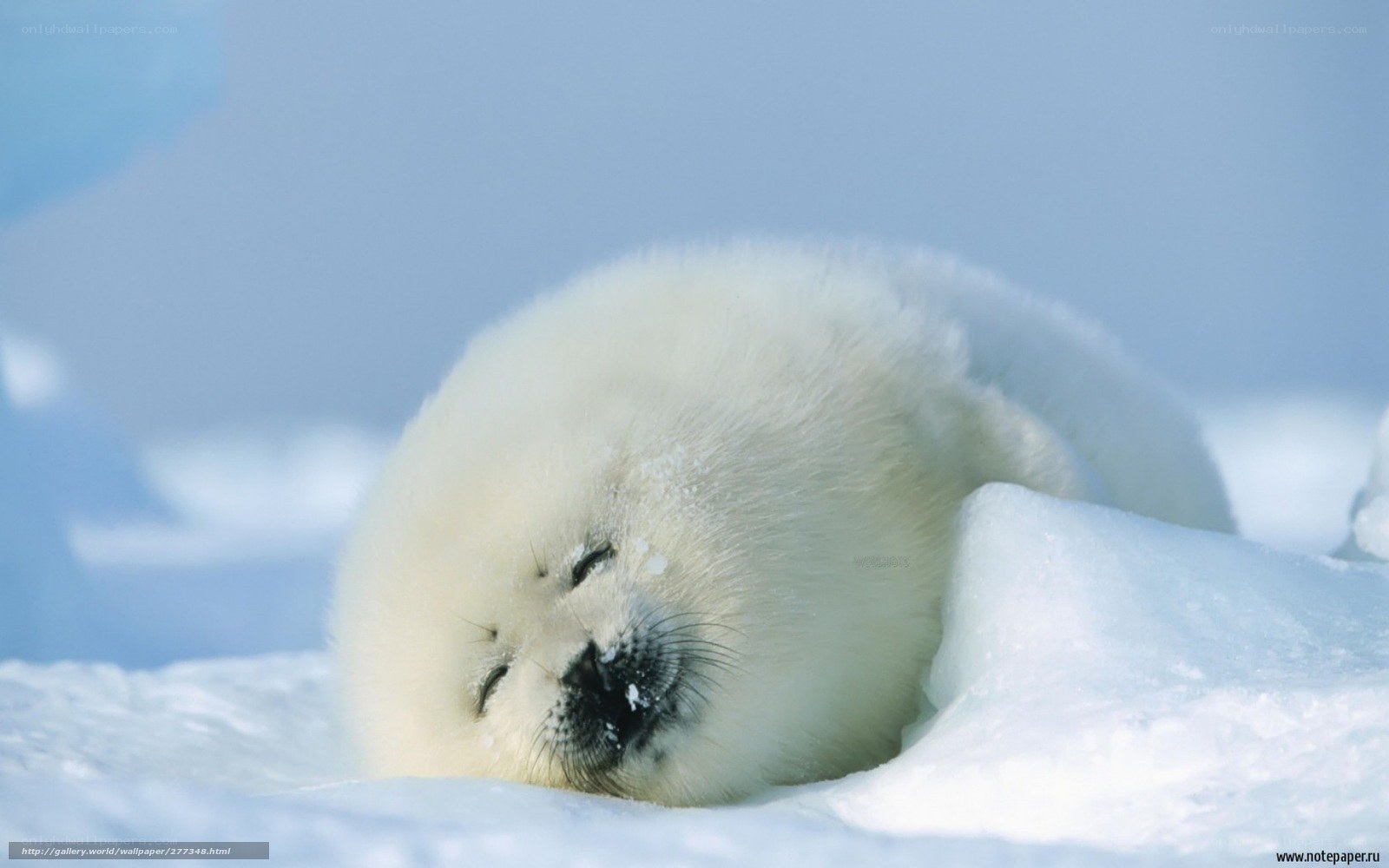 Sleeping seal pup on ice