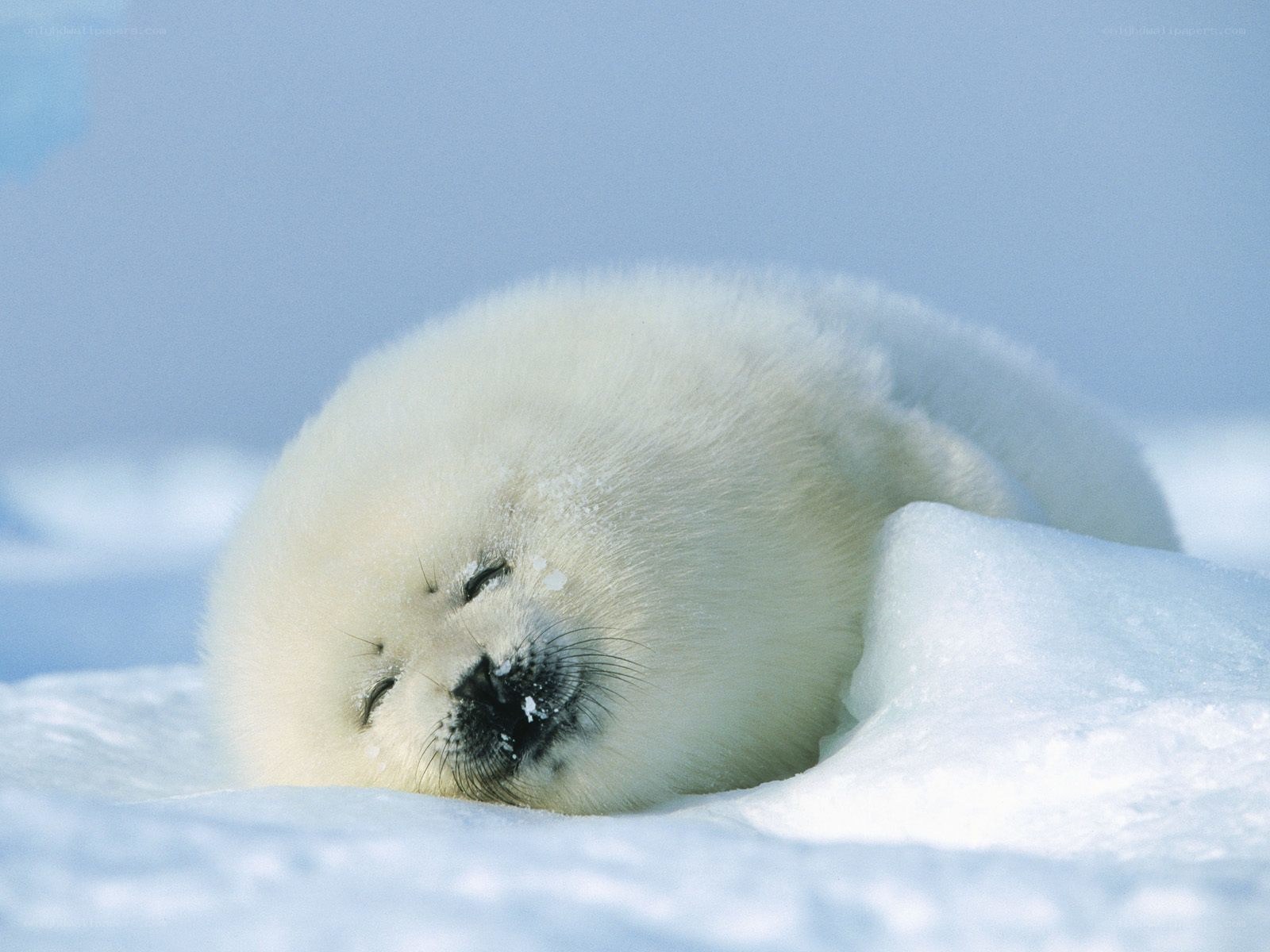 Sleeping seal pup on snow