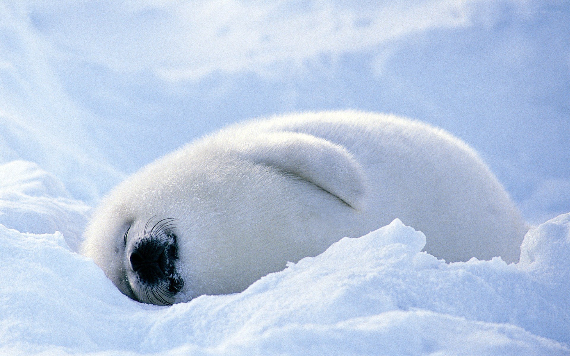 sleeping seal pup on snow