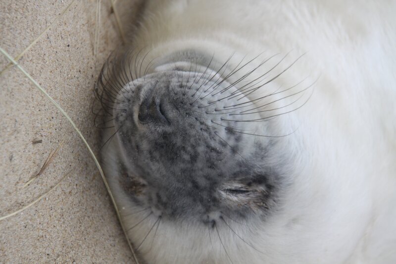 Sleeping Seal Pup — White, Peaceful
