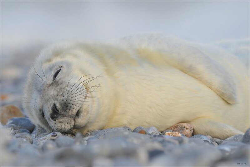 Sleeping Seal Pup — White