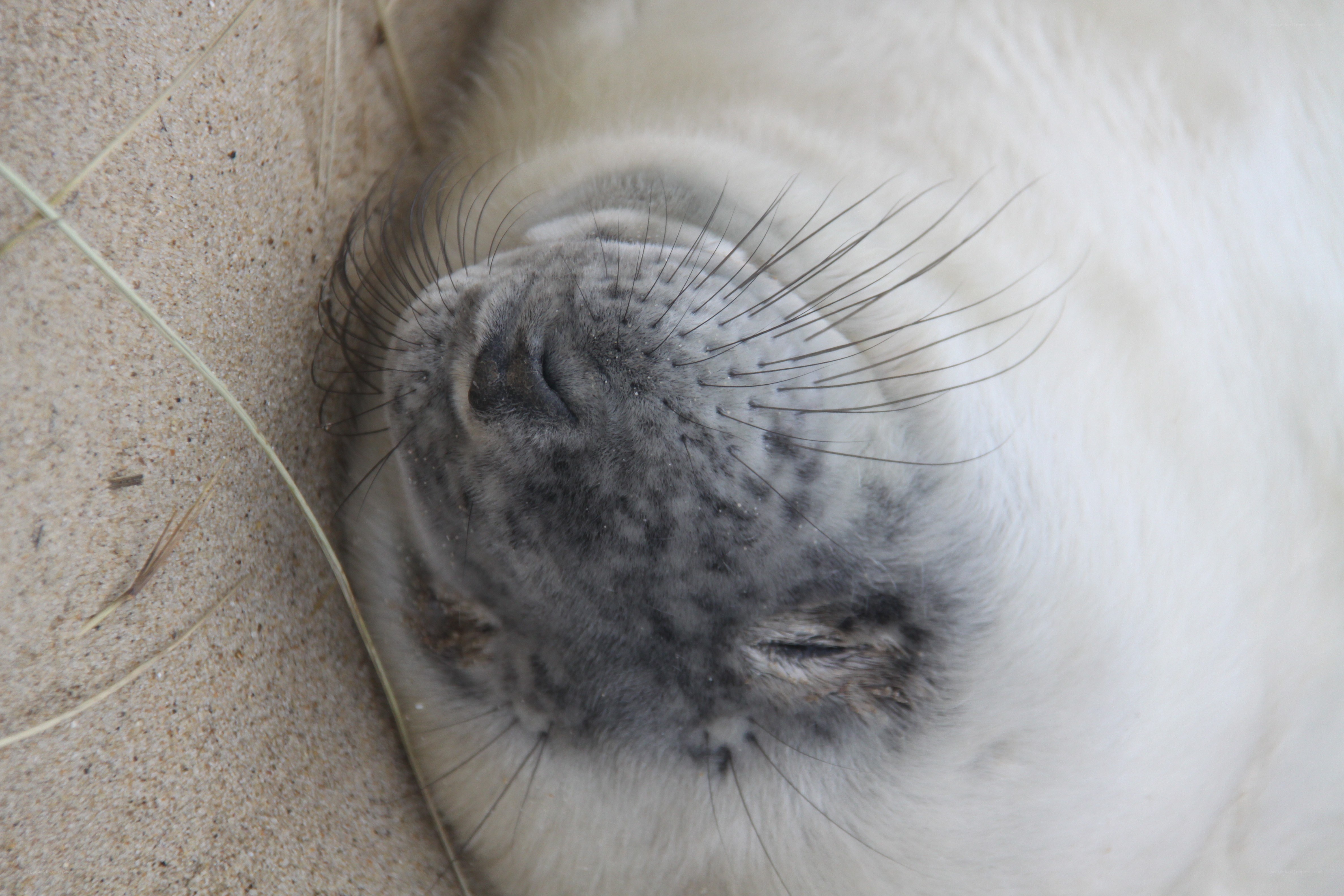 sleeping seal pup