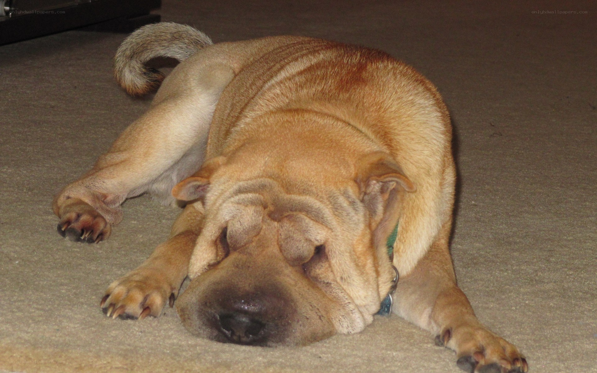 sleeping shar pei dog