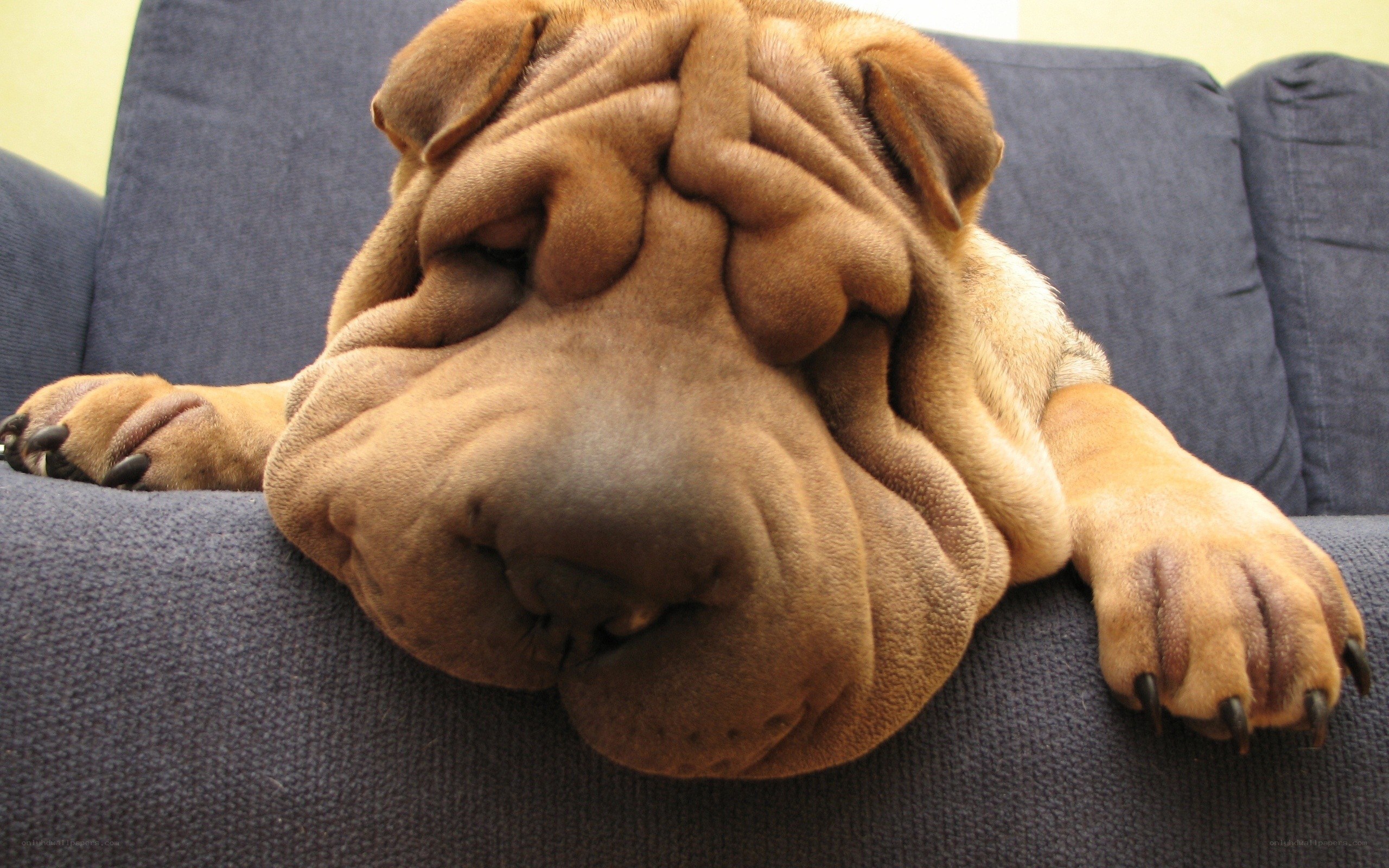 sleeping shar pei dog