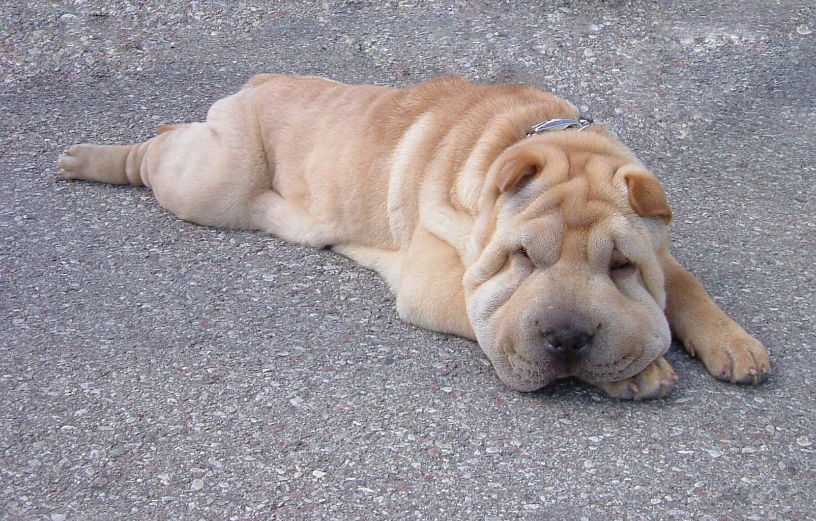 sleeping shar pei dog