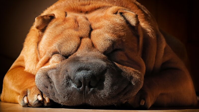 Sleeping Shar Pei Dog — Brown, Calm