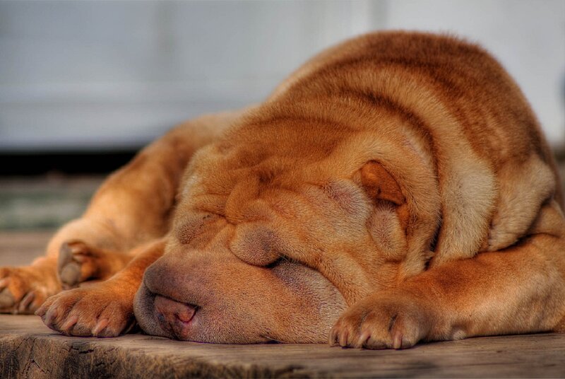 Sleeping Shar Pei Dog — Brown, Peaceful, Photograph
