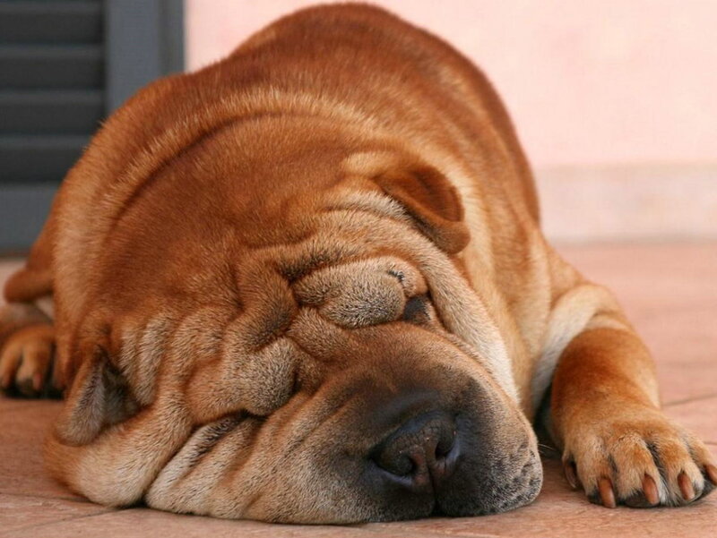 Sleeping Shar Pei Dog — Brown, Peaceful