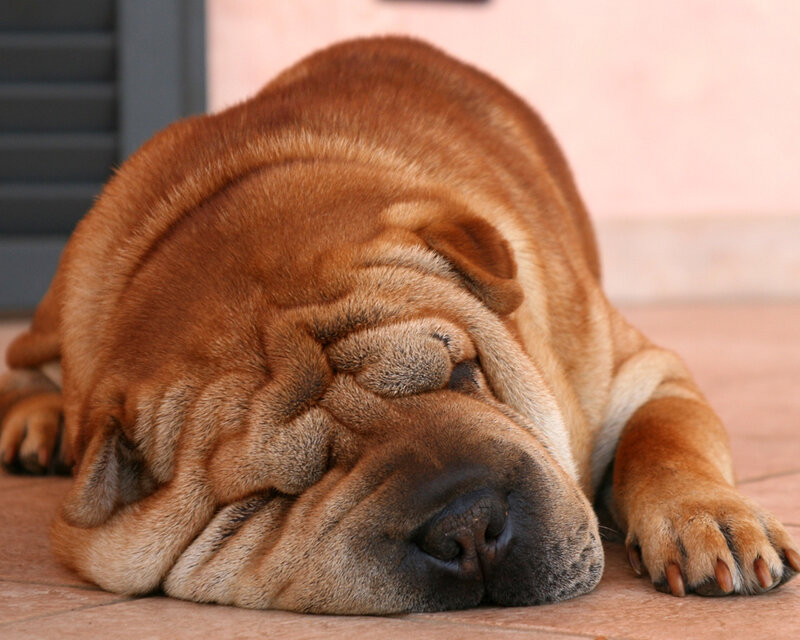 Sleeping Shar Pei Dog — Brown