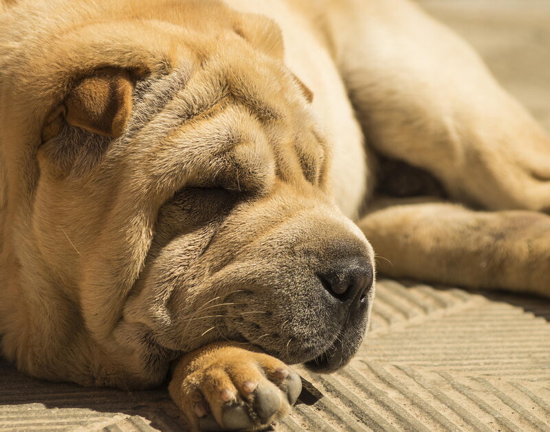 Sleeping Shar Pei Dog — Tan