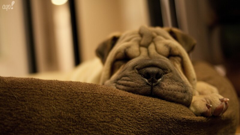 sleeping shar pei puppy