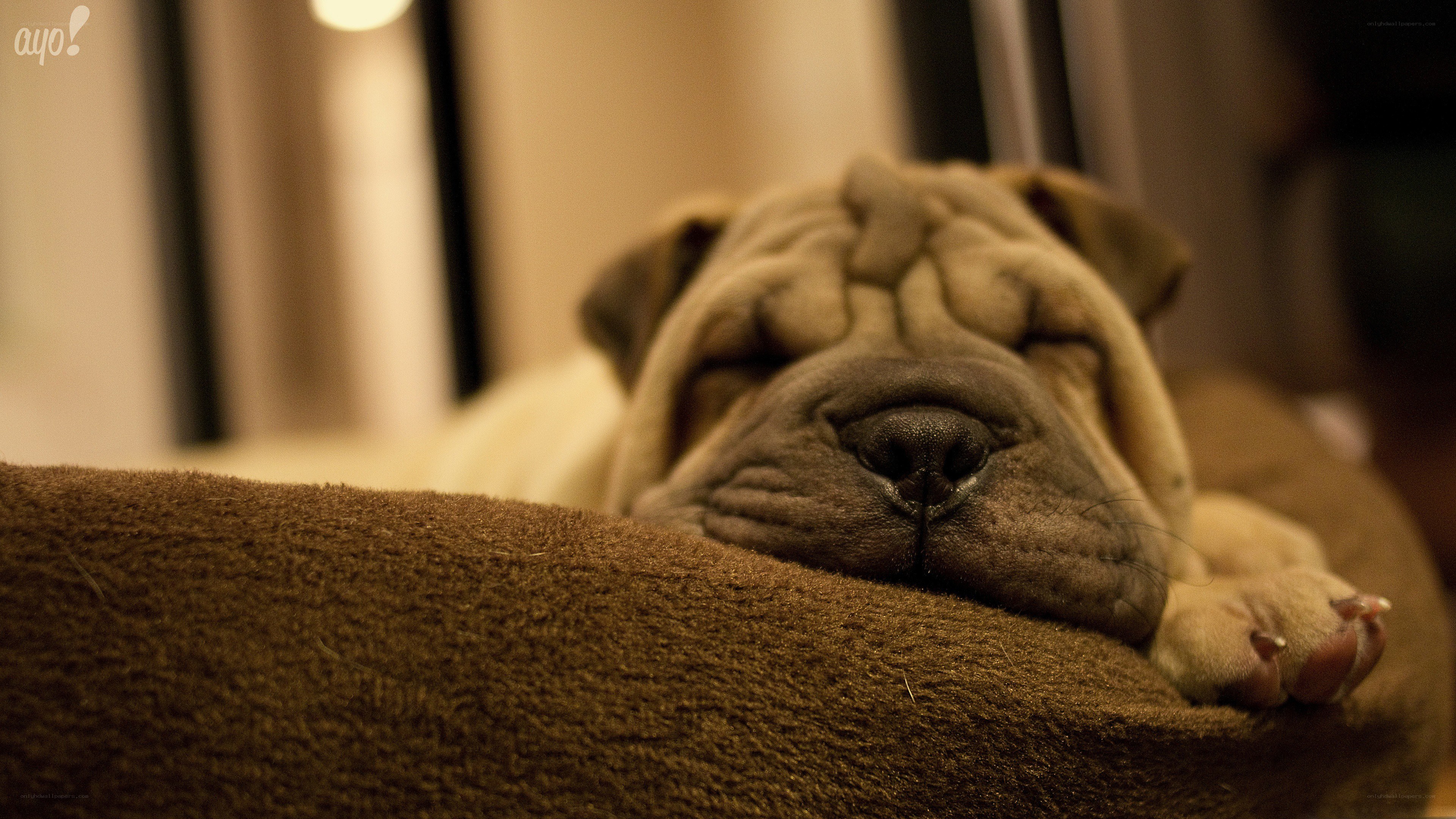 sleeping shar pei puppy
