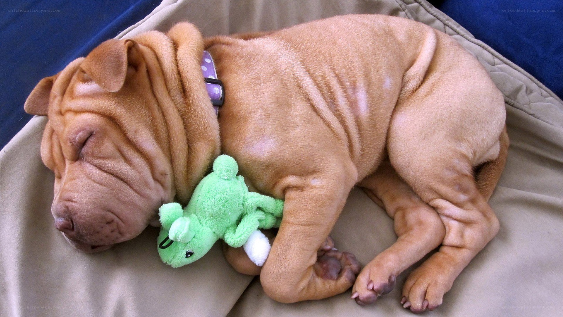sleeping shar-pei puppy