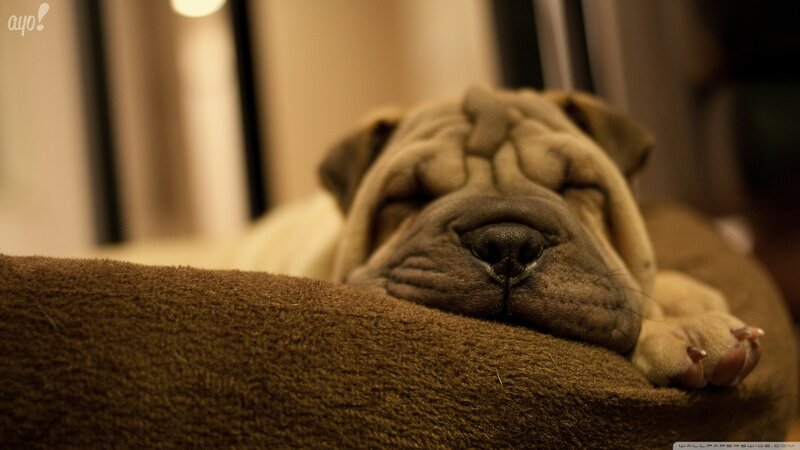 Sleeping Shar Pei Puppy — Brown, Calm, Night