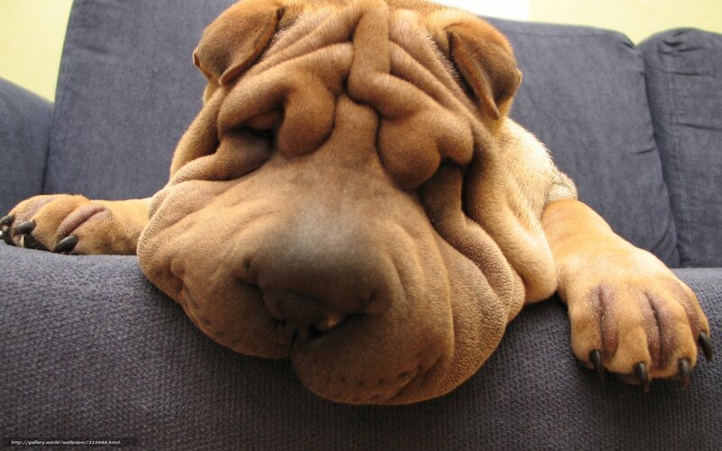 Sleeping Shar Pei Puppy — Brown, Calm, Photograph