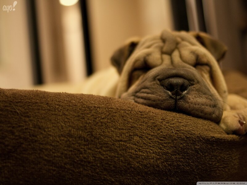 Sleeping Shar Pei Puppy — Brown, Calm