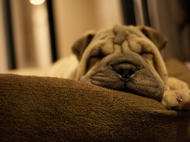 Sleeping Shar-pei Puppy — Brown