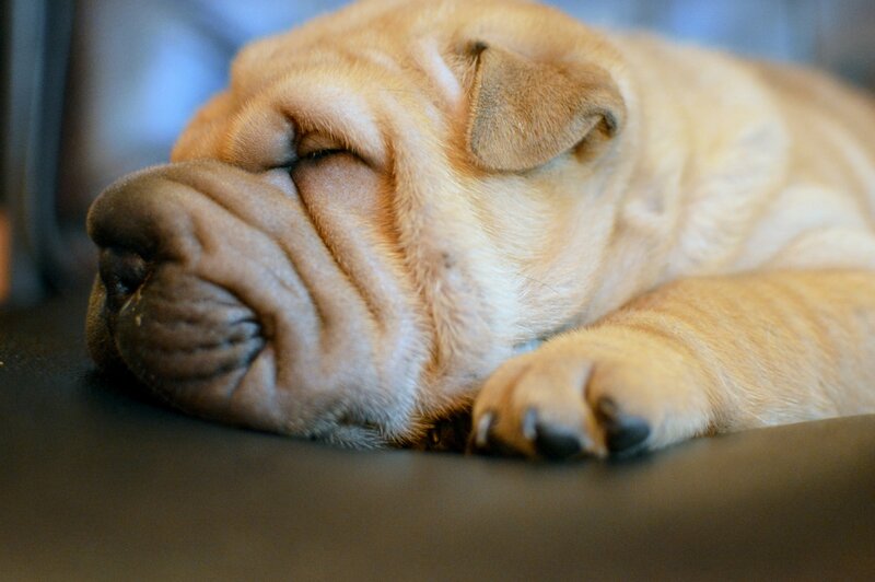 Sleeping Shar-pei Puppy — Tan